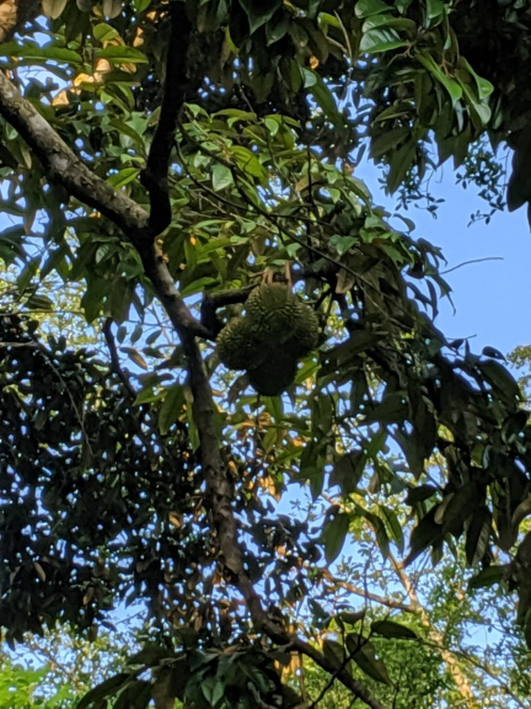 Durian Close Up