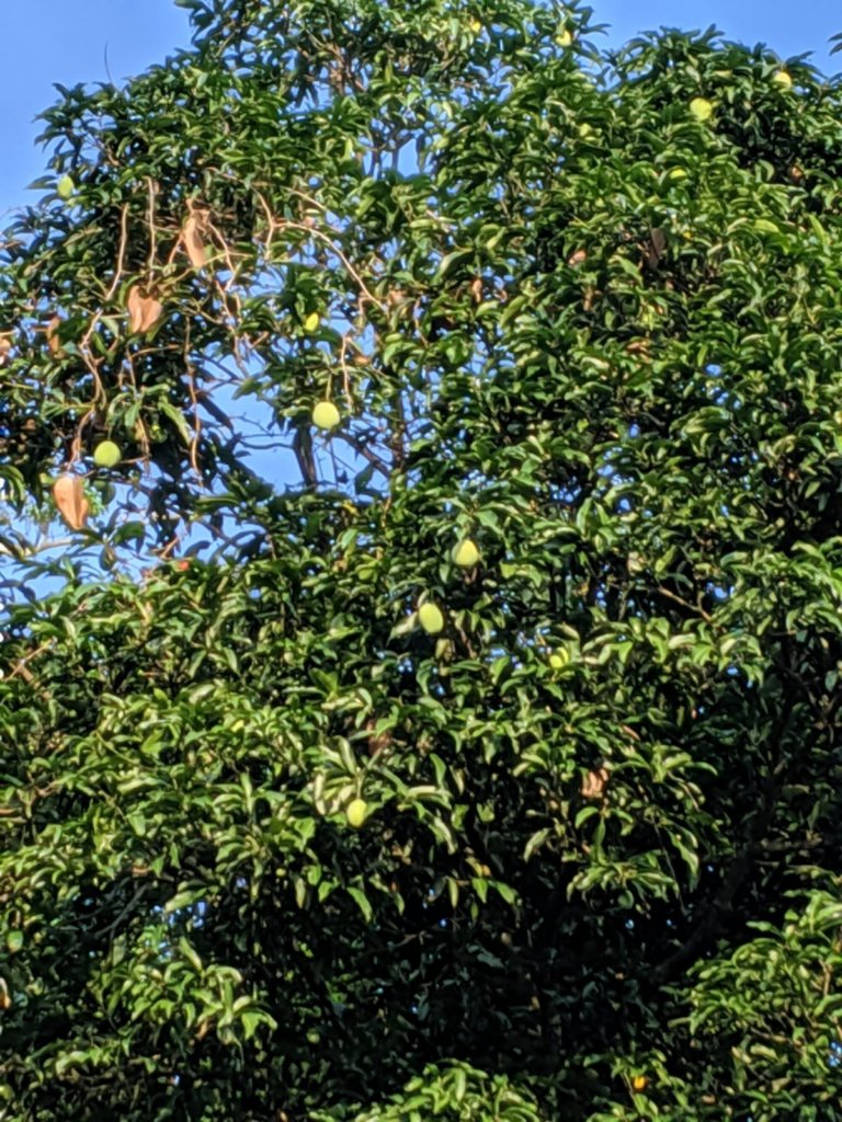 Mango Tree