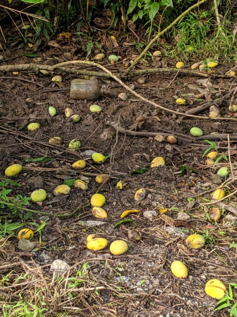 Mango Fruits